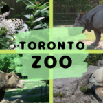 雄大な自然の中で暮らす動物たちに癒される！Toronto Zoo【CityPass利用番外編その６】